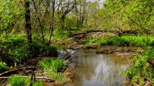 Неповторне багатство Чернігівщини – це водно-болотні угіддя Мезинського парку