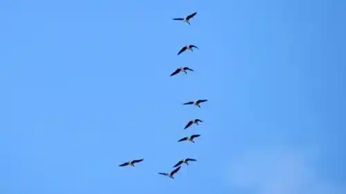 У Мезинський національний природний парк повертаються водоплавні птахи