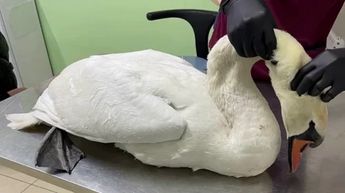 Чернігівський волонтер Олег Серик врятував білого лебедя!