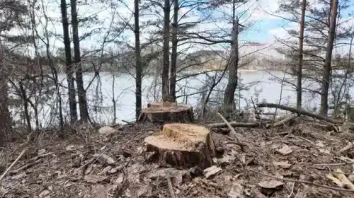 Пиляють здорові дерева на берегах річки!