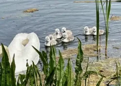Сім’я красенів-лебедів прижилася на ставку в Ічні