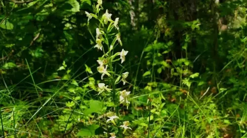 Любка дволиста – одна з наших орхідей розцвіла на Чернігівщині