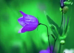 Літній квітковий бал в Мезинському парку відкривають дзвоники персиколисті