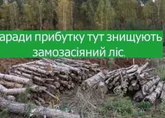 Зберегти самосійні ліси ‒ наш обов’язок!