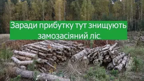 Зберегти самосійні ліси ‒ наш обов’язок!