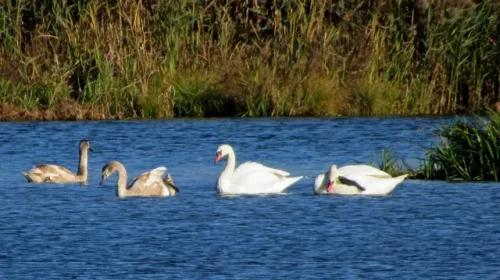 Лебеді на осінніх водоймах. Краса природи в Мезинському національному парку