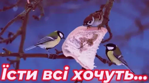 Пробачте, люди, що не вас люблю! Відео